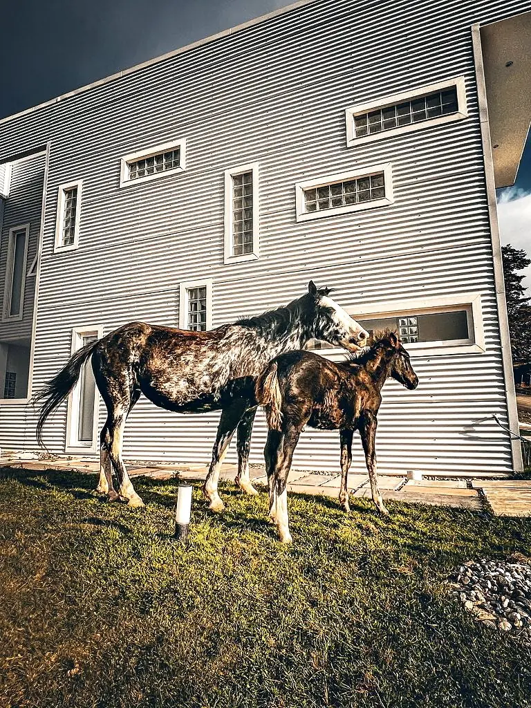 Dos caballos frente a la fachada de chapa acanalada con ventanas de ladrillo de vidrio